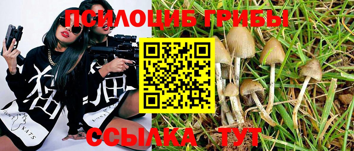 Псилоцибиновые грибы Cubensis Минусинск